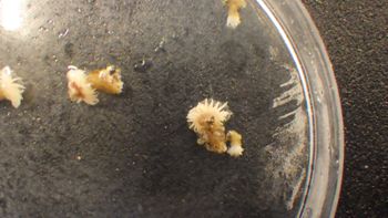 Media type: image;   Invertebrate Zoology 153105 Description: live specimen;